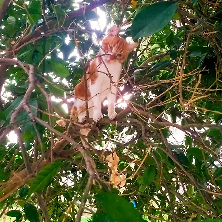 アパート Ertem *